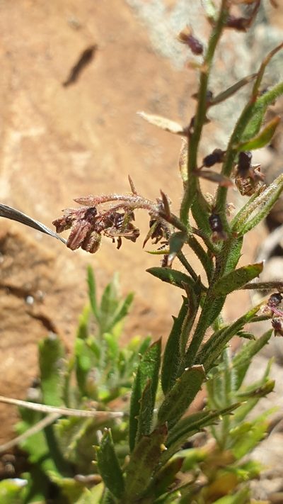 Gonocarpus elatus, photographed by Andrew Thornhill