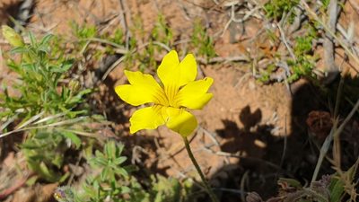 Goodenia pinnatifida, photographed by Andrew Thornhill