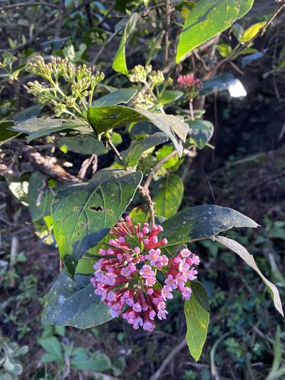 Rogiera cordata, photographed by Grete Pasch
