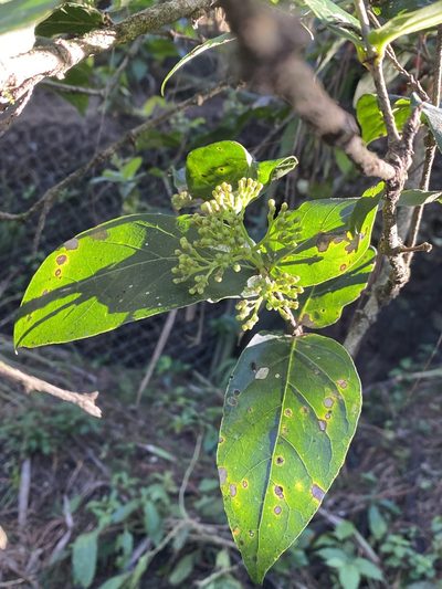 Rogiera cordata, photographed by Grete Pasch