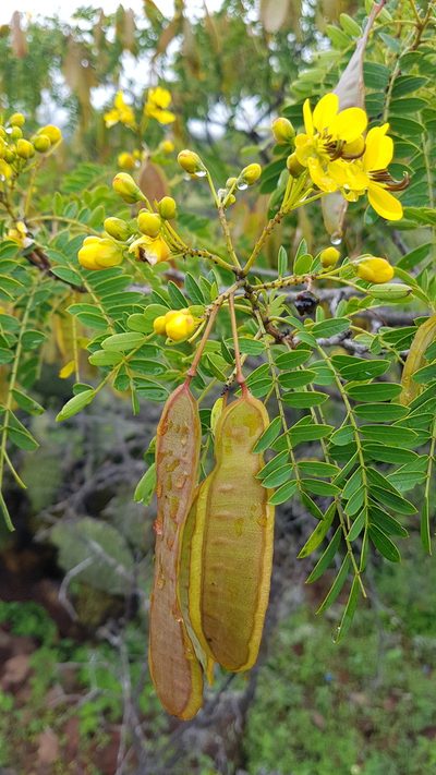 Senna polyantha, photographed by Martín Sánchez Vilchis