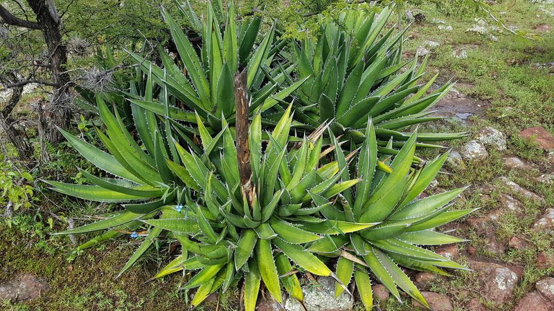 Agave angustiarum, photographed by Martín Sánchez Vilchis