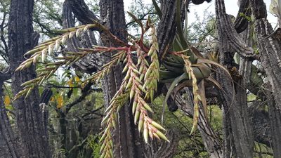 Tillandsia tehuacana, photographed by Martín Sánchez Vilchis