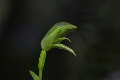 Pterostylis porrecta, photographed by Christopher Stephens