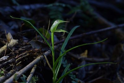 Pterostylis porrecta, photographed by Christopher Stephens