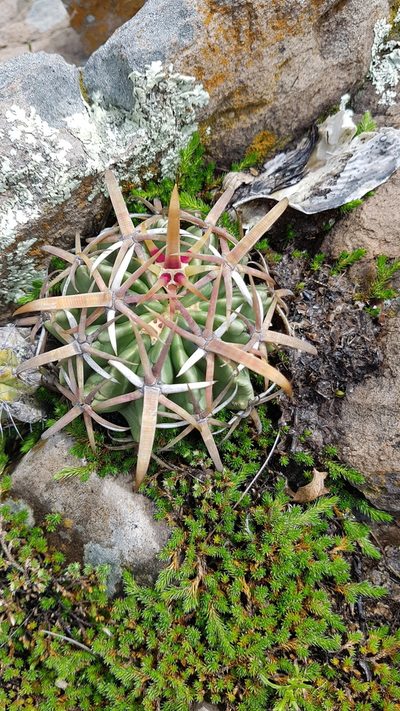 Ferocactus recurvus, photographed by Martín Sánchez Vilchis