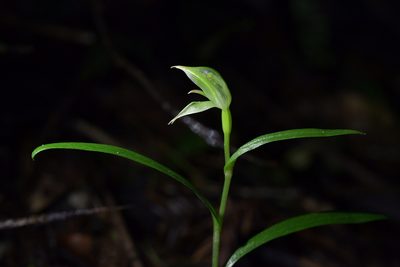 Pterostylis porrecta, photographed by Christopher Stephens
