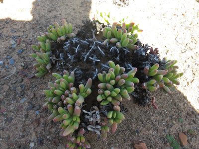 Peersia macradenia, photographed by James Deacon