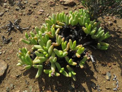 Peersia macradenia, photographed by James Deacon