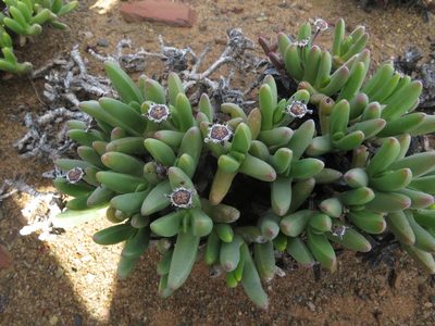 Peersia macradenia, photographed by James Deacon