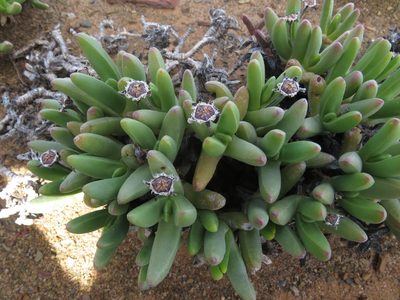 Peersia macradenia, photographed by James Deacon