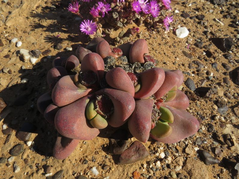 Tanquana prismatica, photographed by James Deacon