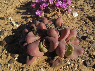 Tanquana prismatica, photographed by James Deacon