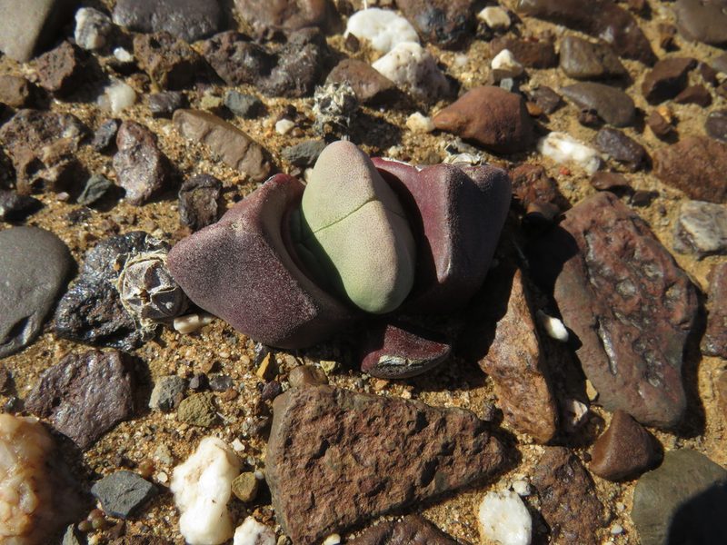 Didymaotus lapidiformis, photographed by James Deacon
