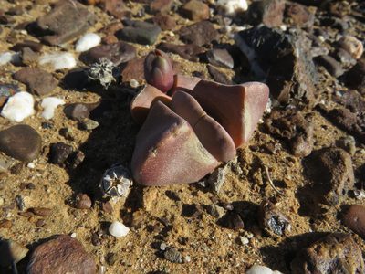 Didymaotus lapidiformis, photographed by James Deacon