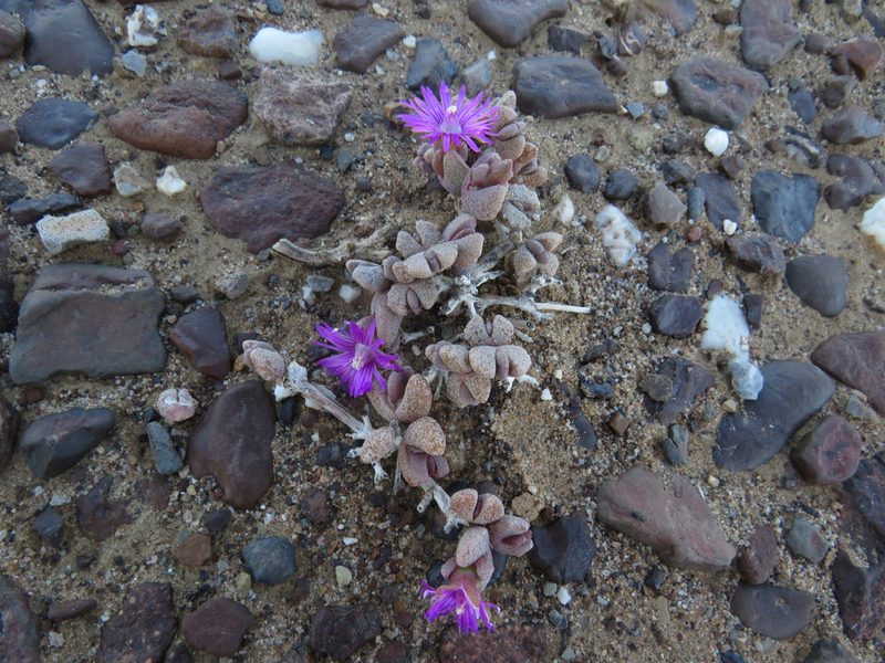 Hammeria meleagris, photographed by James Deacon