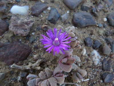 Hammeria meleagris, photographed by James Deacon