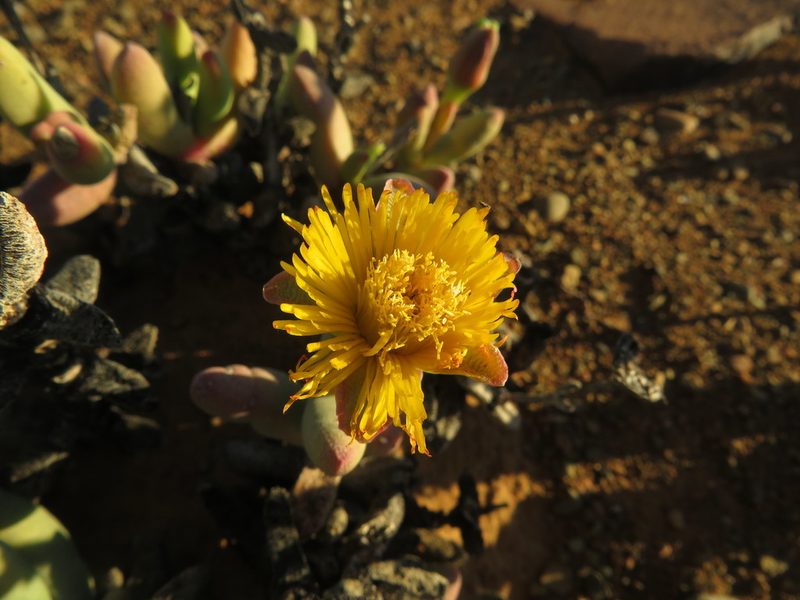 Hereroa nelii, photographed by James Deacon