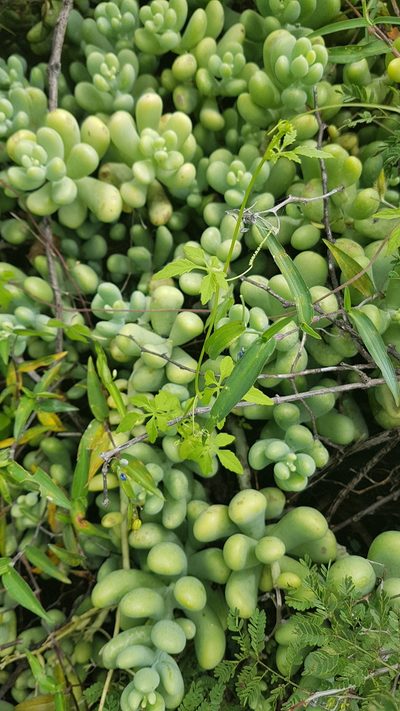 Sedum allantoides, photographed by Martín Sánchez Vilchis