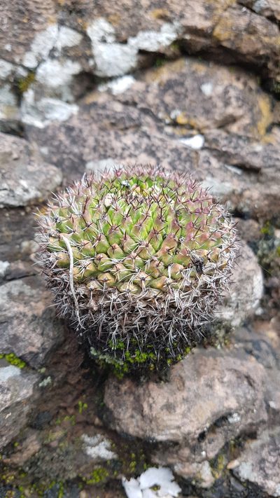 Mammillaria mystax, photographed by Martín Sánchez Vilchis