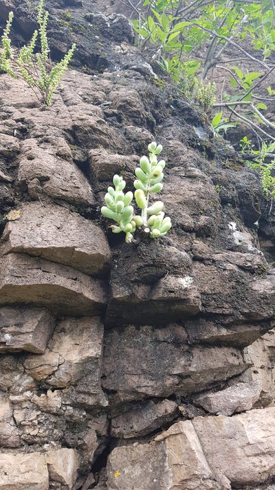 Sedum allantoides, photographed by Martín Sánchez Vilchis