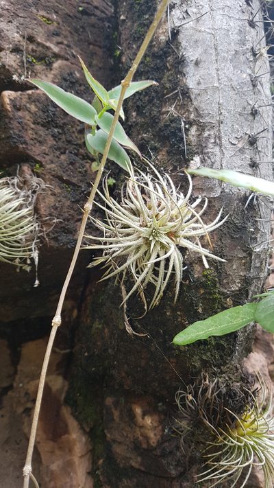 Tillandsia atroviridipetala, photographed by Martín Sánchez Vilchis