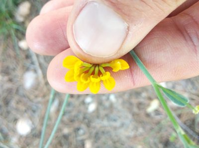 Coronilla juncea, photographed by Ben Costamagna