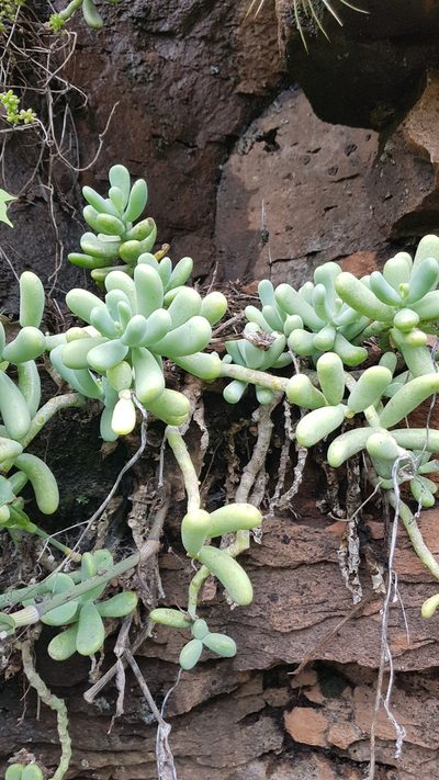 Sedum allantoides, photographed by Martín Sánchez Vilchis