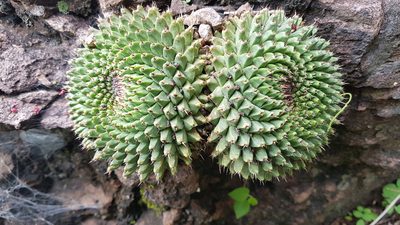 Mammillaria mystax, photographed by Martín Sánchez Vilchis