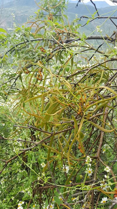 Phoradendron carneum, photographed by Martín Sánchez Vilchis