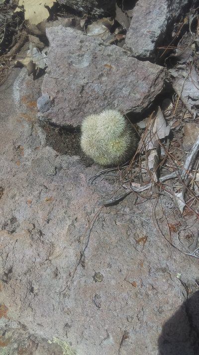 Mammillaria densispina, photographed by Martín Sánchez Vilchis