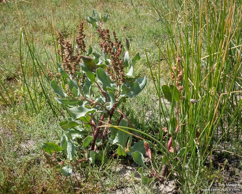 Rumex lacustris, photographed by Tim Messick
