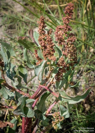 Rumex lacustris, photographed by Tim Messick