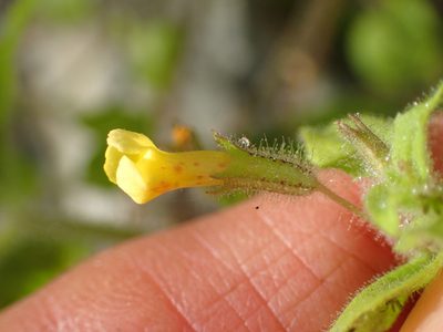 Erythranthe floribunda, photographed by George Williams