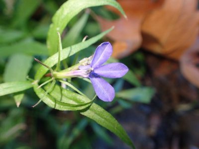 Palmerella debilis, photographed by George Williams