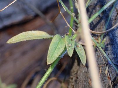 Allophyllum glutinosum, photographed by George Williams
