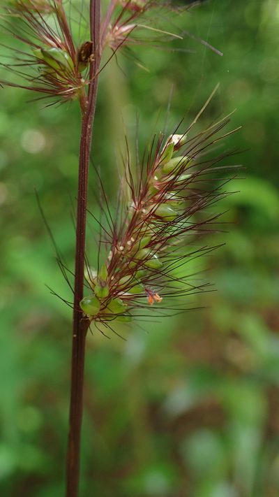 Setaria vatkeana, photographed by bat (Maria Vorontsova)