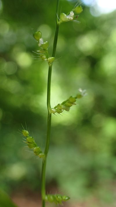 Cyphochlaena madagascariensis, photographed by bat (Maria Vorontsova)