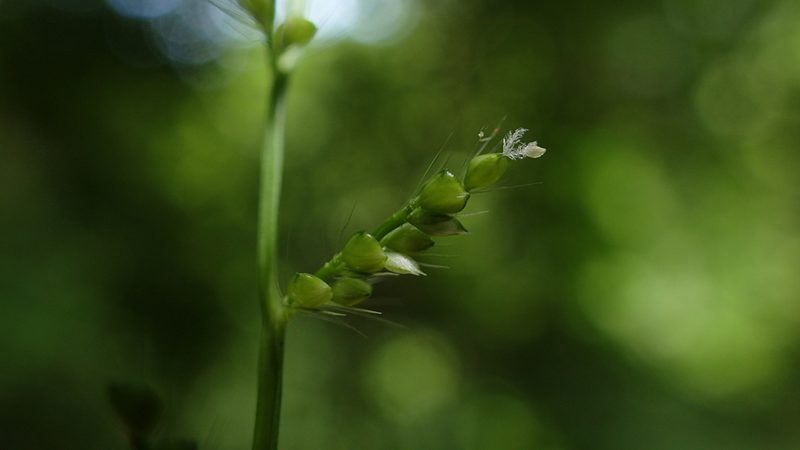 Cyphochlaena madagascariensis, photographed by bat (Maria Vorontsova)