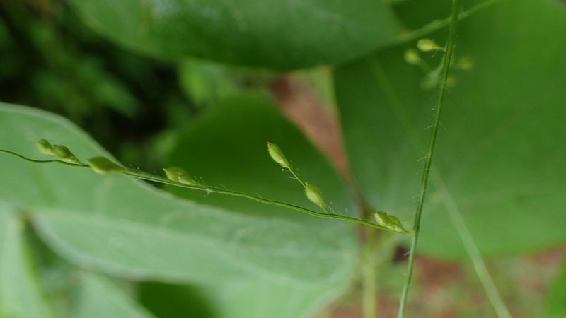Urochloa deflexa, photographed by bat (Maria Vorontsova)