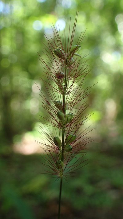 Setaria vatkeana, photographed by bat (Maria Vorontsova)