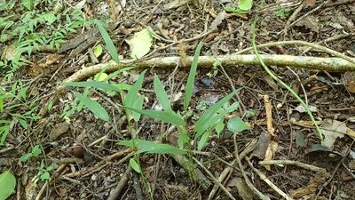 Setaria vatkeana, photographed by bat (Maria Vorontsova)