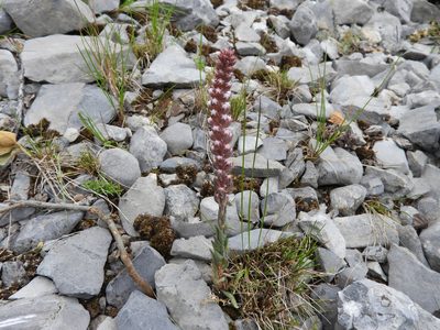 Villadia aristata, photographed by Leticia Jiménez Hernández