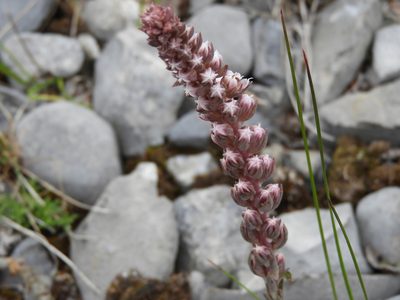 Villadia aristata, photographed by Leticia Jiménez Hernández