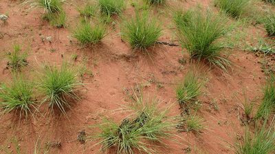 Aristida rufescens, photographed by bat (Maria Vorontsova)