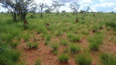 Aristida rufescens, photographed by bat (Maria Vorontsova)