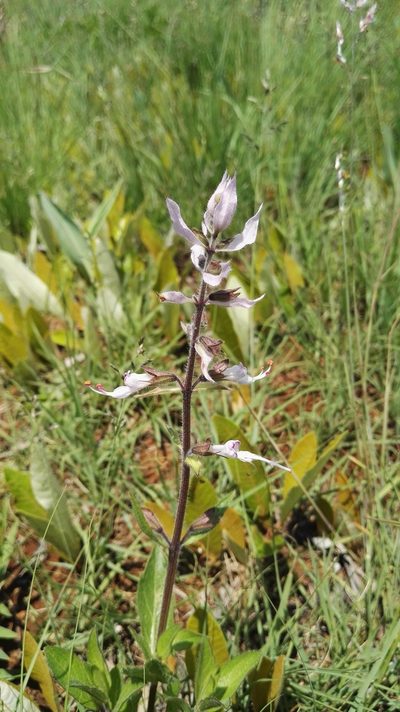 Syncolostemon foliosus, photographed by Marianne Le Roux