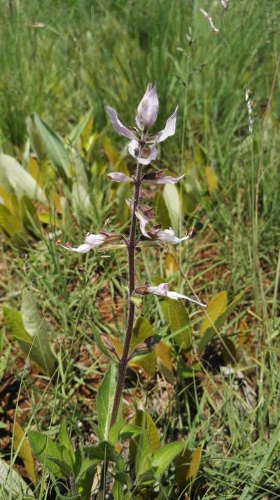 Syncolostemon foliosus, photographed by Marianne Le Roux