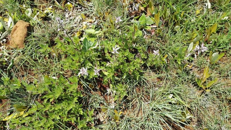 Syncolostemon foliosus, photographed by Marianne Le Roux