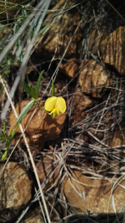 Zornia capensis, photographed by Marianne Le Roux